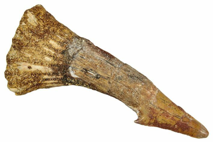 Fossil Sawfish (Onchopristis) Rostral Barb - Morocco #273316